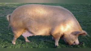 Порода свиней темворс. Мясная продуктивность породы.