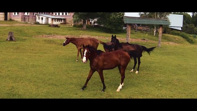 Конный клуб "Поляна" смотреть онлайн