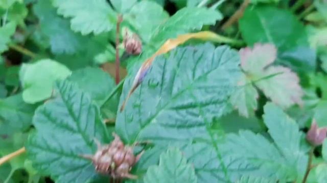 КНЯЖЕНИКА.СОРТ ЛИНДА.Описание ягоды княженики из Швеции. смотреть онлайн