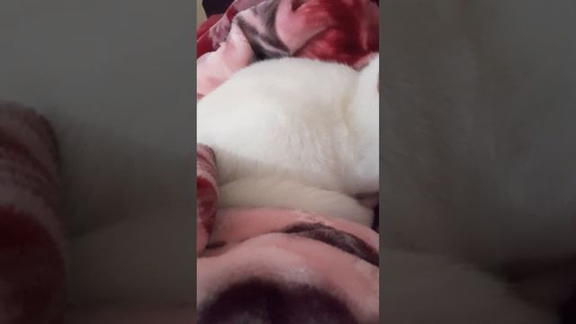 Мягкая кошка на мягком пледе. смотреть онлайн