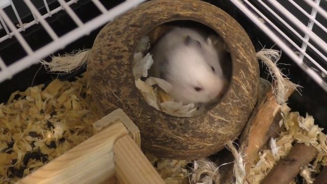 Можно ли рожать самке сирийского хомяка? Она беременна)? Роды у хомяка. смотреть онлайн