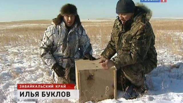 Котов-манулов отлавливают для московского зоопарка смотреть онлайн