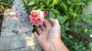 Плетистая  роза  Алоха ( Aloha ) розовая!