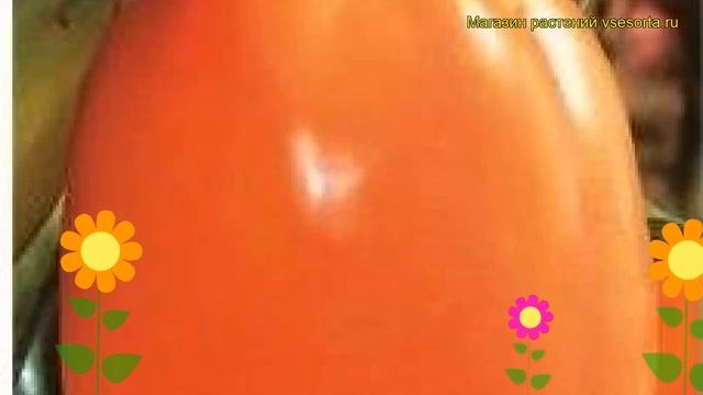 Томат обыкновенный Южный Загар. Краткий обзор, описание характеристик, где купить семена смотреть онлайн