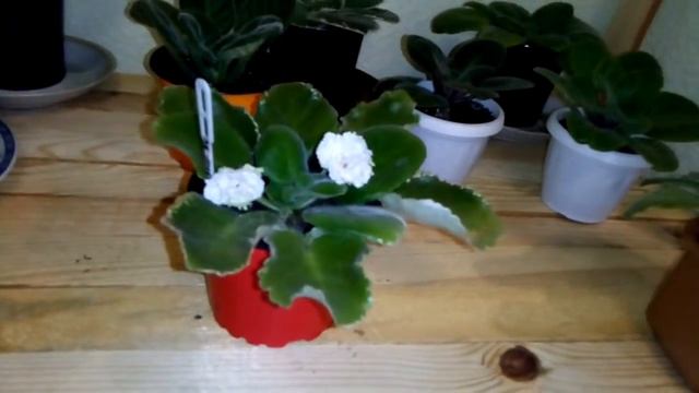 Нежность цветка зашкаливает! Пестролистная фиалка Ле-Амели. Первое цветение. смотреть онлайн