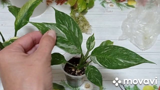Комнатные цветы. Купила очень дешево. смотреть онлайн