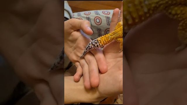 Новогодний дракончик 2