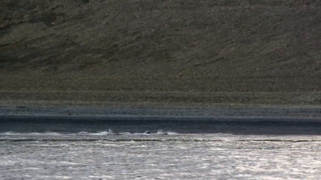 Killer Whales Attack Pod of Narwhal | Nature on PBS смотреть онлайн