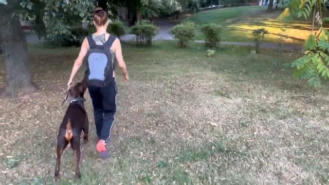 Игорь Алтайский отзыв добермана смотреть онлайн