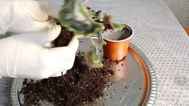 ФИАЛКА PURPLE PASSION КРУТИТ ЛИСТЬЯ. ЧТО ДЕЛАТЬ? смотреть онлайн