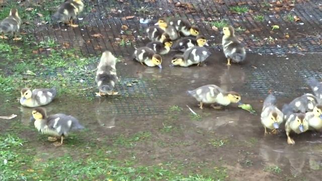 Цитрусы в открытом грунте .Утята в луже . смотреть онлайн