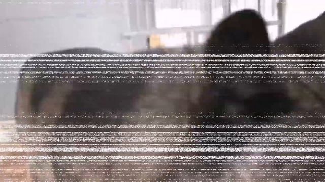 КАНАДСКИЙ ВОЛК СБЕЖАЛ ОТ ХОЗЯИНА | ЗАРАБОТОК НА ДИКИХ ЗВЕРЯХ | ГЛАВНАЯ ЦЕЛЬ ПРИОБРЕТЕНИЯ ВОЛКА смотреть онлайн