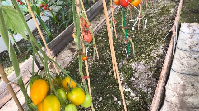 Обзор моей теплицы ????, 20 августа 23 год . смотреть онлайн