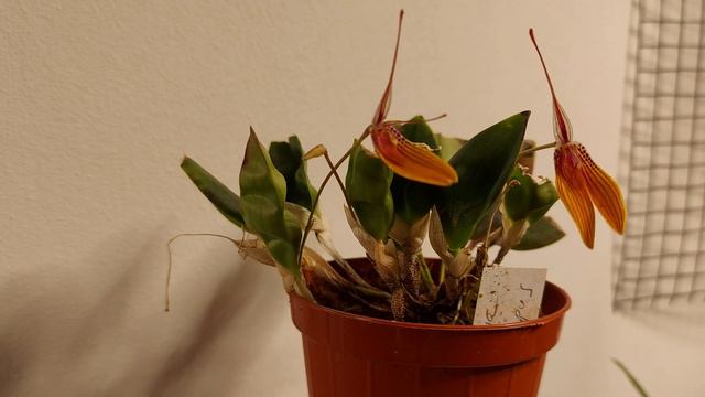 RESTREPIA BRACHYPUS in fibra di cocco.. GRANDE RECUPERO смотреть онлайн