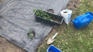 Как сажать клубнику весной в открытый грунт рассадой