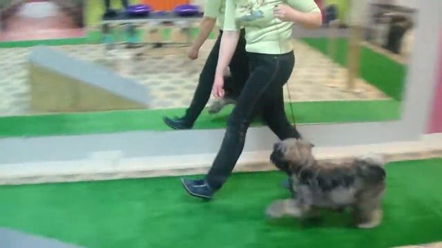 ВОЛШЕБНЫЙ СЕЙД тибетский терьер Тёма