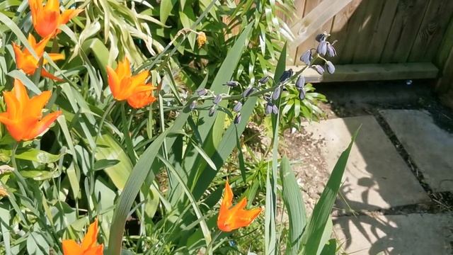 Fritillaria Persica Cultivation In The UK