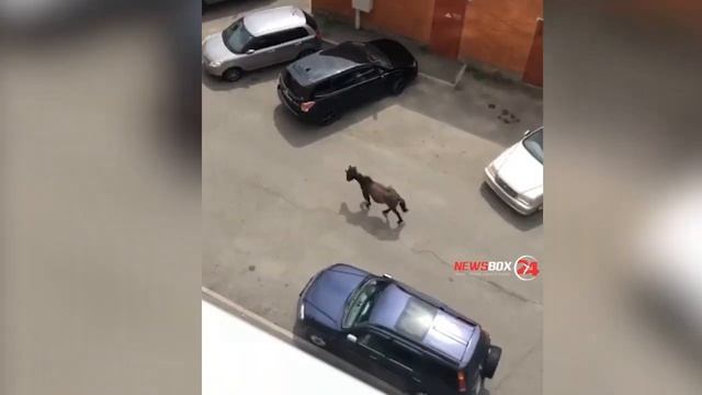 Коня не теряли? Во Владивостоке табун лошадей пришел в жилой микрорайон смотреть онлайн
