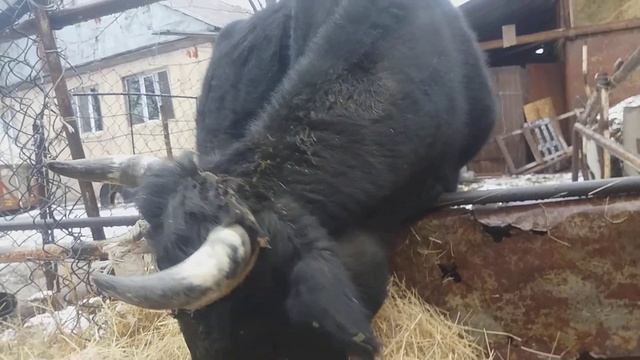Корова сосёт сама себя?Что делать?ей скоро телиться(читайте в описании)
