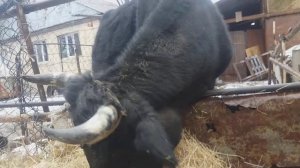 Корова сосёт сама себя?Что делать?ей скоро телиться(читайте в описании)