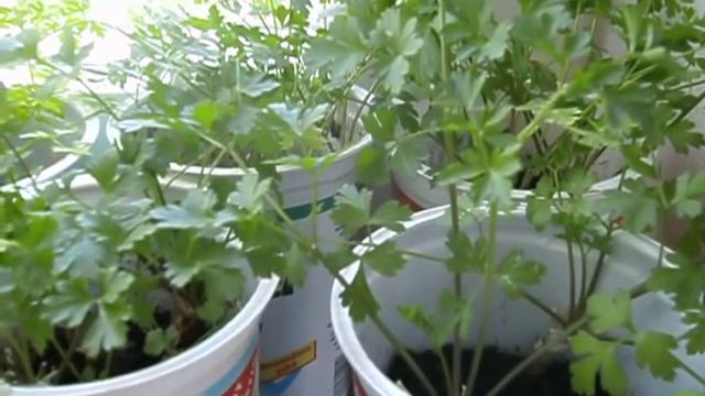 Выращивание зелени петрушки на подоконнике смотреть онлайн