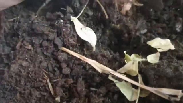 Вырастить АРАХИС В КВАРТИРЕ... смотреть онлайн