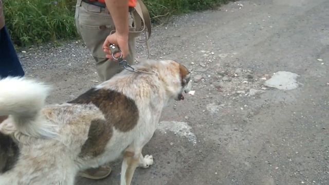 Дрессировка собак. Почему часто ослабевает дисциплина после окончания курса занятий. смотреть онлайн