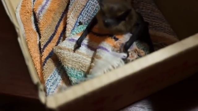 Летучая мышь ест личинок мучного жука смотреть онлайн