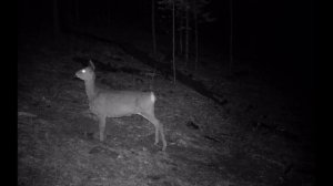 КРИК САМКИ КОСУЛИ  МНОГИЕ И НЕ СЛЫШАЛИ СМОТРЕТЬ С КОМПЬЮТЕРА