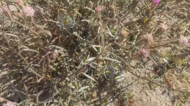Anza-Borrego Desert Wildflowers 2019