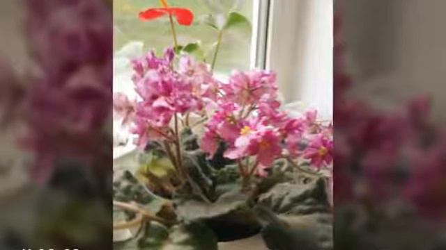 мои фиалки! смотреть онлайн