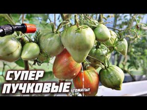 Сажайте на рассаду в феврале марте этот томат для открытого грунта и парников идеален! Бычье сердце.