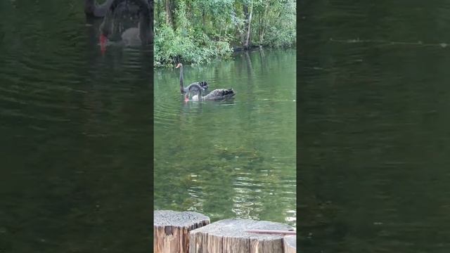 Черные лебеди | Красота природы | Зеленоград.. смотреть онлайн