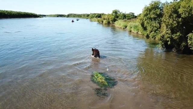 Камчатка, река Большая. Медведь на реке. Kamchatka. Bear on the Bolshaya river. смотреть онлайн