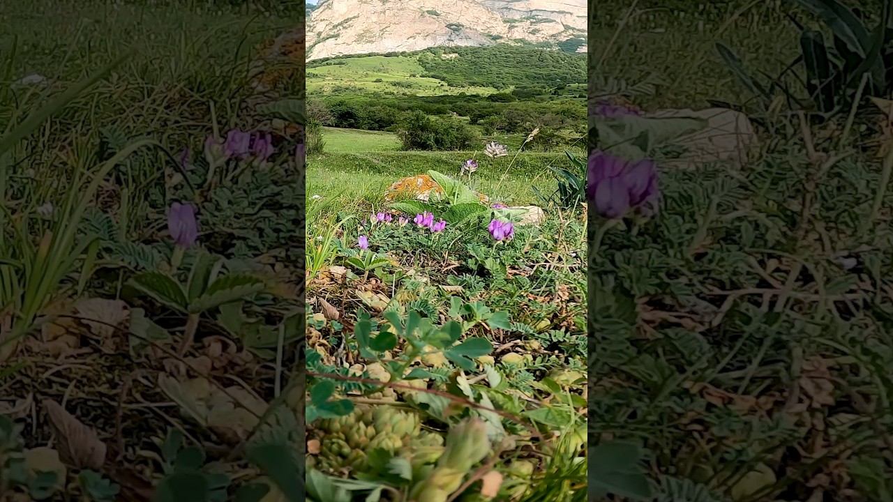 Mountain Flowers and Sounds of Mountain Nature смотреть онлайн