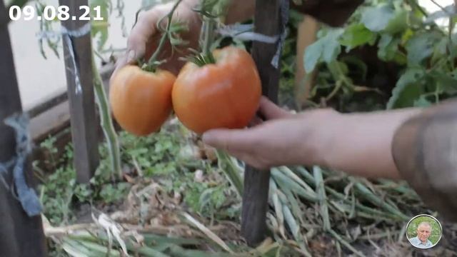 Особенности заработка на помидорах со своего участка в 2021 году