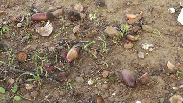 Почему хамон иберико такой дорогой смотреть онлайн