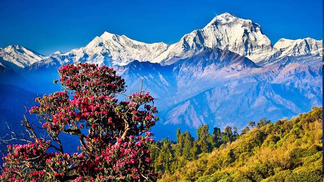 Green Tara Mantra смотреть онлайн