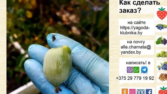 Обзор плодоношения сортов актинидии в 22 г: Женева, Киевская крупноплодная и гибридная. Форма, вкус смотреть онлайн