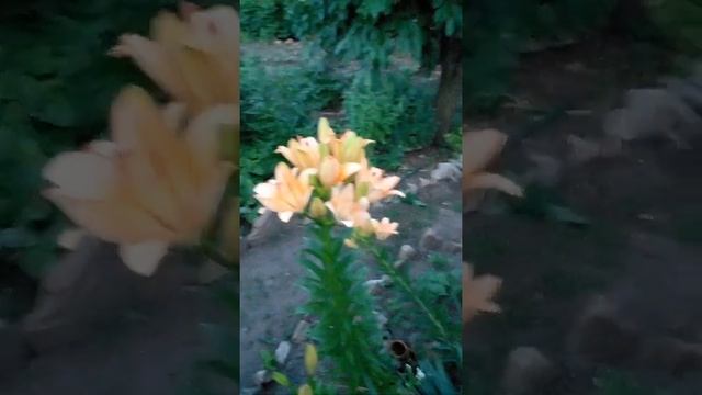 Юкка полностью расцвела.