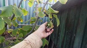 Можно ли вырастить орех ( фундук, лещину) из ореха. Что из этого выйдет??? ИМХО.