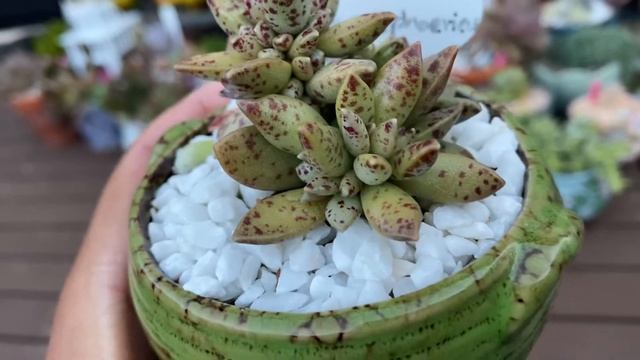 Succulent Talk - Adromischus Hemisphaericus