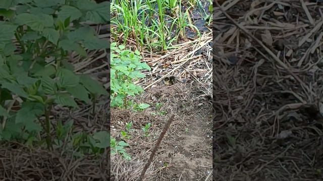 это первый утёнок в этом году 🤗, С ДНЁМ РОЖДЕНИЯ МАЛЫШ!!! 2.05.2023 ждём остальных. смотреть онлайн