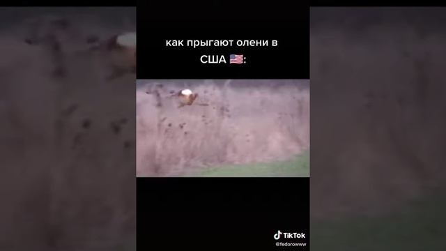 Как прыгают олени в США, как в России смотреть онлайн