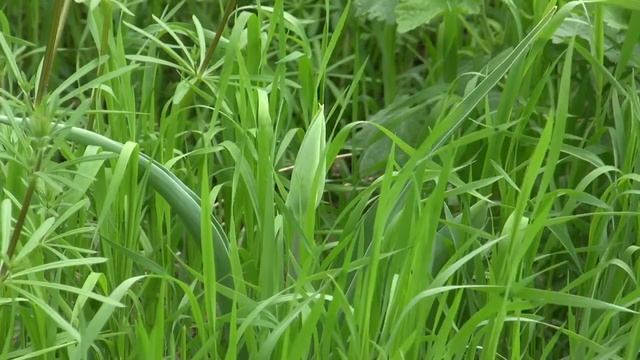 Тюльпан Геснера (Tulipa Gesneriana)