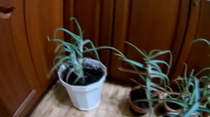 СПАСАЕМ АЛОЭ  ПЕРЕСАДКА РАЗРОСШЕГОСЯ РАСТЕНИЯ