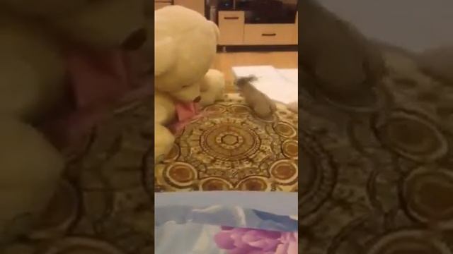 Маленький мопсик в угаре смотреть онлайн