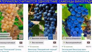 Беседочные Неукрывные Сорта Винограда