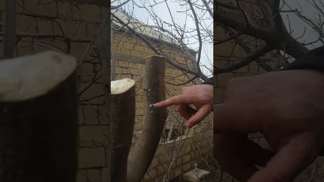 скрещивание фруктовых деревьев смотреть онлайн