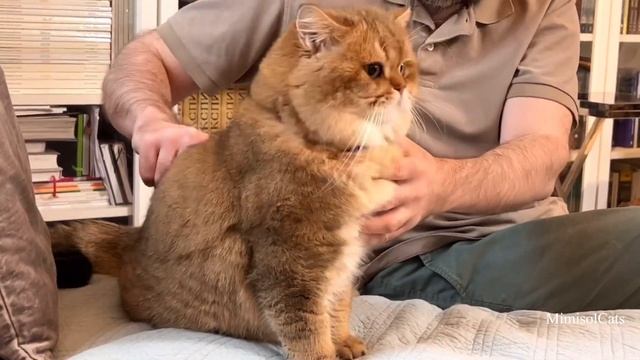 ВЫЧЁСЫВАЕМ БРИТАНСКОГО ЗОЛОТОГО КОТА. КОТИК ХОЧЕТ СБЕЖАТЬ. MimisolCats смотреть онлайн